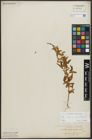 Foto von Salix alba subsp. vitellina (L.) Arcang.